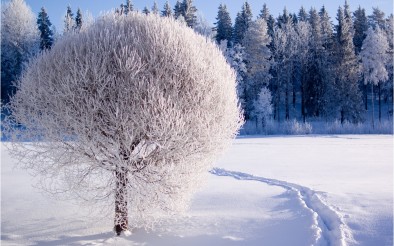 411900-download-free-desktop-wallpaper-winter-scenes-2560x1600-cell-phone
